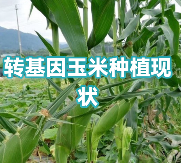 美国企业起诉拜耳非法垄断转基因玉米种子市场